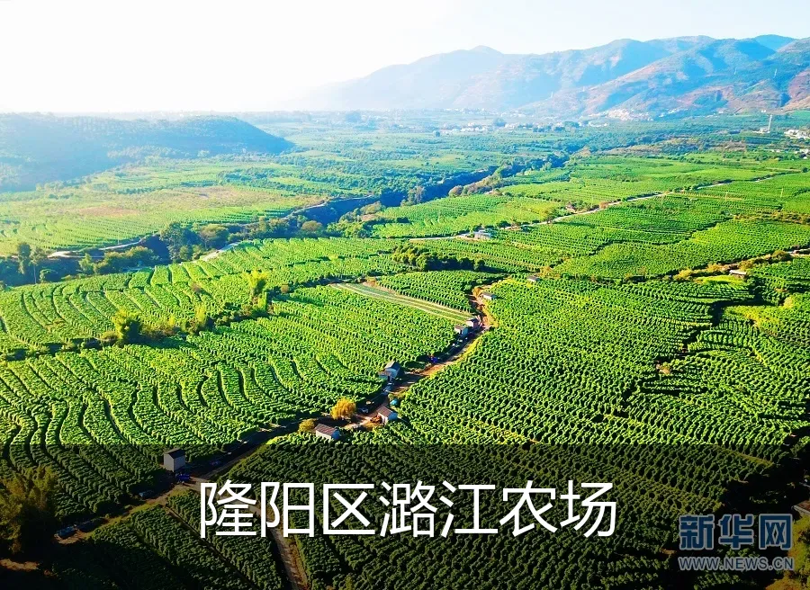 隆阳区潞江农场